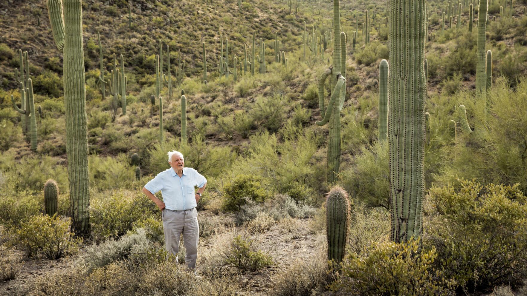 Tucson experts helped BBC crew with desert episode of new nature series